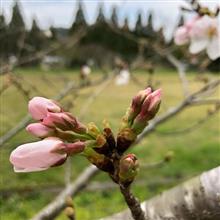 桜を探してポタリング