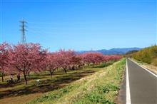 翔ばない県内の桜はどうなっている