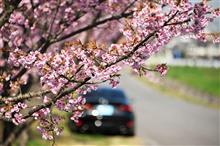 ＩＳと桜など