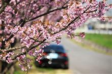 ＩＳと桜など 