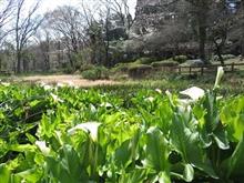 芹が谷公園　おさんぽ