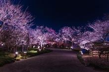 撮影2019梅～偕楽園の梅まつりライトアップ編～