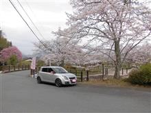 🌸春風駘蕩、桜花爛漫🌸