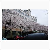 都内で桜巡り①