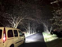 13万ｷﾛ達成で夜桜