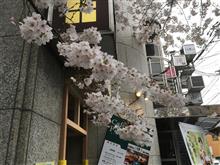 雨の中での花見