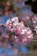 2019 神代曙 開花 2019 神代曙 開花