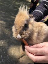 癒しは小動物に限ります 癒しは小動物に限ります
