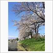 家族で花見ちょー近所で