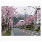 桜満開