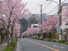 桜満開