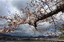 都の桜は三分咲き