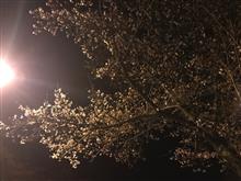 雨の前に夜桜を