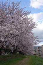 水城跡のサクラも好い感じ