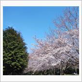 春ですな･･･