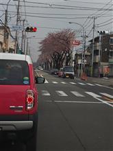 桜花 横浜海軍道路の桜が咲いた