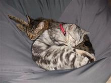 2019年3月の猫神様の日 #猫 #偲ぶ #体重測定 2019年3月の猫神様の日 #猫 #偲ぶ #体重測定