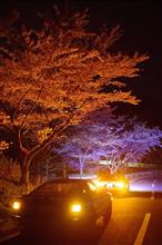 週末。夜桜ミニツーリング。