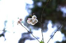 夜桜