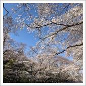 花見