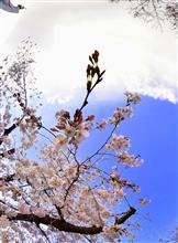 　桜前哨戦 （￣□￣；