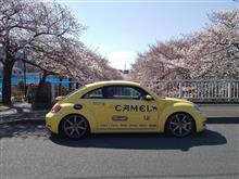 2019年のサクラ 2019年のサクラ