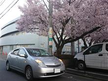 みんカラ投稿企画！愛車と桜！