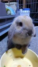 ミニウサギ? ミニウサギ?