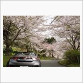 みんカラ投稿企画！愛車と桜！