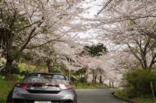 みんカラ投稿企画！愛車と桜！