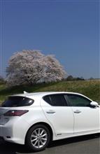 みんカラ投稿企画！愛車と桜！