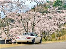 みんカラ投稿企画！愛車と桜！