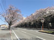 みんカラ投稿企画！愛車と桜！
