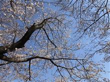川越の桜