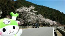 みんカラ投稿企画！愛車と桜！