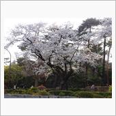 🌸さくら 桜 サクラ 🌸