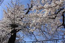 宇都宮でお花見散歩
