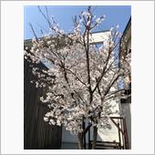 RZVの復活に向けて その18