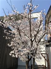 RZVの復活に向けて その18