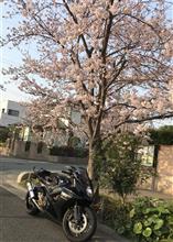 朝のお散歩バイク🏍 朝のお散歩バイク🏍