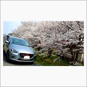 みんカラ投稿企画！愛車と桜！