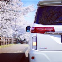 みんカラ投稿企画！愛車と桜！