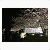 桜祭り