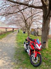 みんカラ投稿企画！愛車と桜！