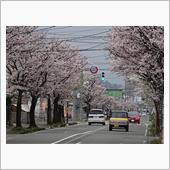 桜満開！コブ深し～めいほう弧 ...