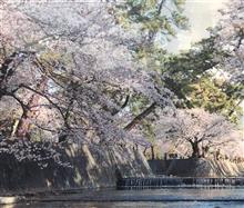 お花見🌸🍡