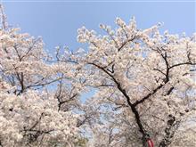 五条川(大口町)平成最後の桜🌸