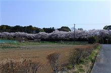 さいたまの桜。