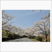 みんカラ投稿企画！愛車と桜！