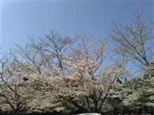 桜を求めて・・・ふらふら(*^_^*)